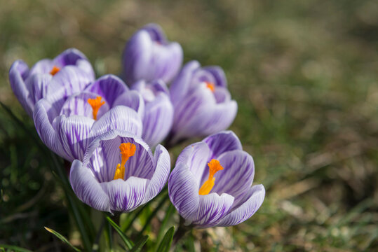 Purple crocus flowers in a garden, Munich, Bavaria, Germany
