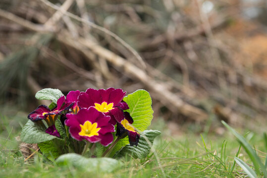 Pink primrose flowers in a garden, Munich, Bavaria, Germany