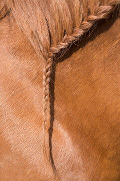 Close up of braided horse hair, Bavaria, Germany