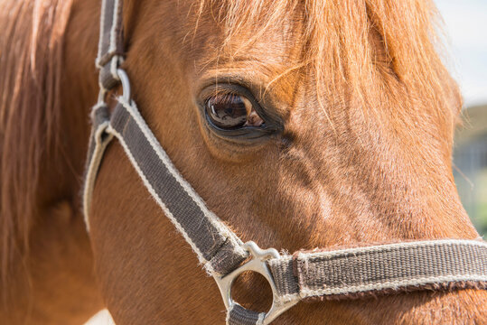 Close-up of horse with bridle, Bavaria, Germany
