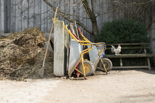 Bantam rooster in barn, Bavaria, Germany