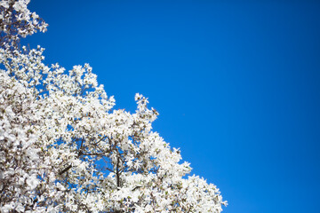 White magnolia and blue sky in spring. Floral background. Flowering trees. Nature. Copy space. Yulan magnolia denudata flowers in bloom. Spring flower background.