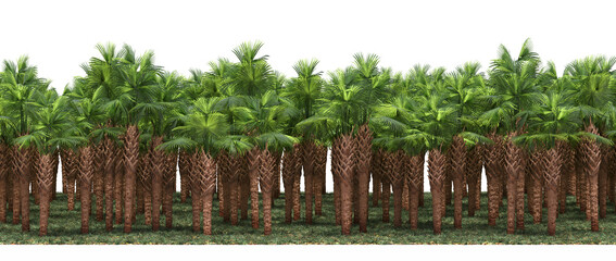 Fototapeta premium forest line, trees in the forest with grass and fallen leaves, isolated on transparent background, 3D illustration, cg render