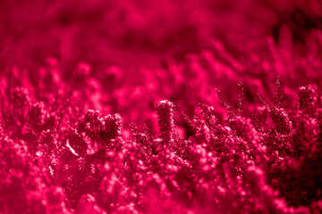 Heather flowers in the garden. Floral background. Viva Magenta red flower. Field of heather....
