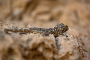 Gecko on a desert rock