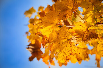 Autumn maple leaves blue sky detail close up