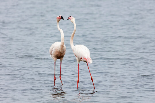 Flamingos on Walvis Bay, Namibia, Africa