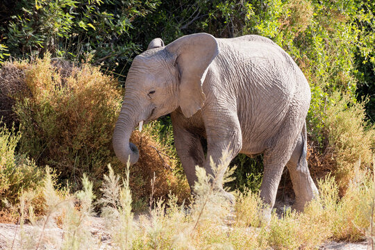 Elephant amidst plants, Brandberg, Damaraland, Namibia