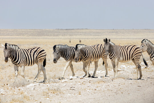 Herd of Zebra at Etosha National Park, Namibia, Africa