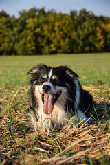 Border collie is lying on the field. He is so crazy dog on trip.