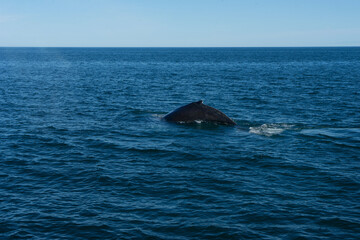 Naklejka premium humpback whale in the see from tourist boat in iceland.