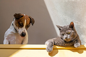 funny puppy jack russell terrier and adult gray cat on the attic window on a sunny day look down....