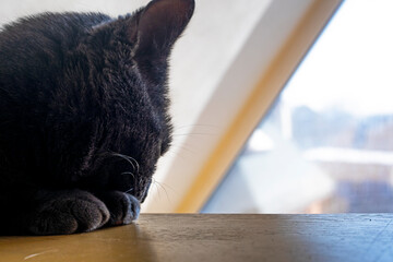 muzzle of a gray Burmese cat is basking in the sun on the attic window. horizontal