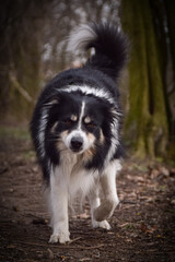 Border collie is running in the forest He is so funny and he looks more cute.