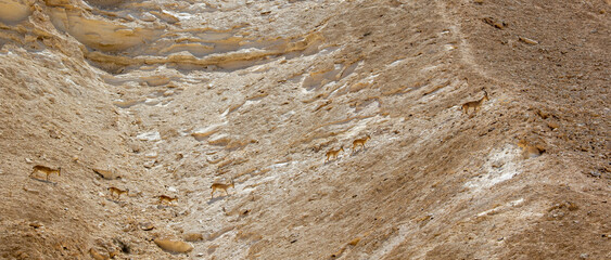 Ibexes crossing a mountainside