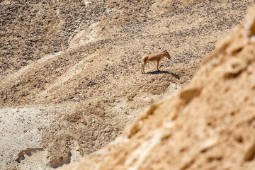 Wild arabian donkey in the heat of the day