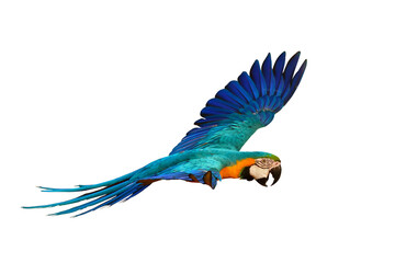 Colorful parrot flying isolated on transparent background png file. High quality instant download parrot png	
