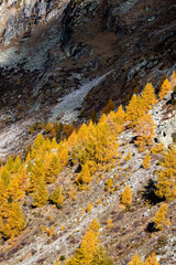Larch trees in autumn