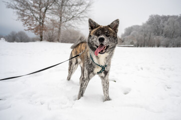 Akita Inu dog with gray fur sticks out tongue while looking at camera, standing on a meadow with lots of snow during winter
