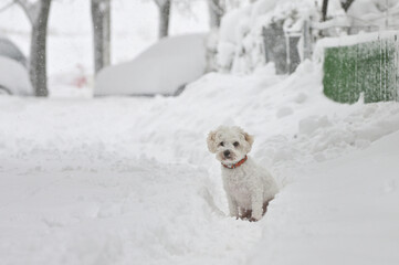Portrait Of A White Bichon Maltese In Winter - 569827638