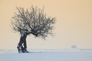 Tree in Winter in Macin Mountains, Romania - 569827641