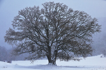 Oak Tree in Dobrogea, Romania in Winter Time