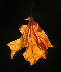 Autumn Fallen Leaf Against Dark Background - 569827667