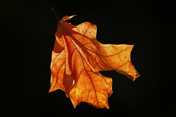 Autumn Fallen Leaf Against Dark Background