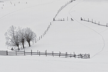 Trees and Fences in winter time in Romania - 569827672