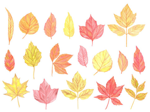 Watercolor colorful Autumn leaves set. Hand painted illustration