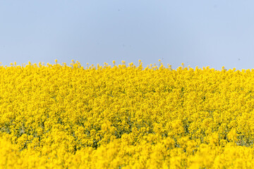 Obraz premium field of yellow flowers