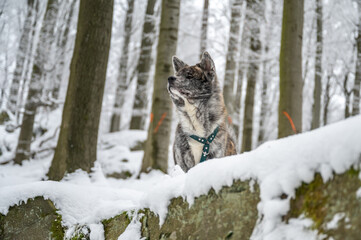 Akita inu dog with gray fur standing on a rock in the forest during winter with lots of snow