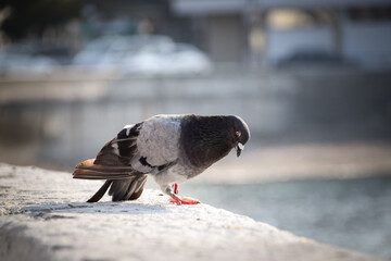 Pigeon is walking on the wall near to people he is looking for food.