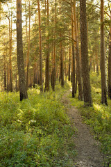 Fototapeta na wymiar Magic summer landscape with pine forest and walkway, green grass, shadows in golden sunlights and rays, shadows in morning, vertical. Amazing walk in wild outdoors.