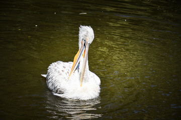 Zoos portrait of pelican who is on water. They are amazing animal. And they are looking so good.
