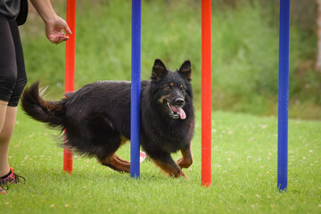 Dog is running slalom on his agility training on agility summer camp czech agility slalom.