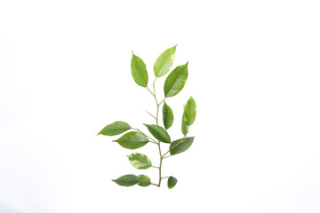 Concept of nature, leaves, isolated on white background