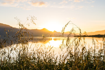 Grass in focus at Norway fjord with midnight sun and mountains in the background