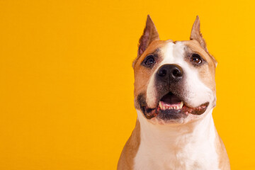 american staffordshire terrier on yellow background