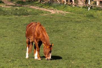 horse grazing in a meadow