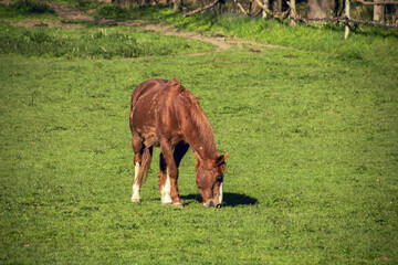 horse grazing in a meadow
