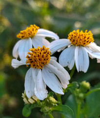 Photo of Biden alba or Spanish Needle, Scientific Name Bidens pilosa L. Are weeds and herbs. Beautiful white flower with blurred natural background.

