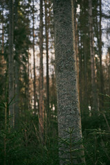 Fototapeta premium tree trunk isolated from background. bark of tree