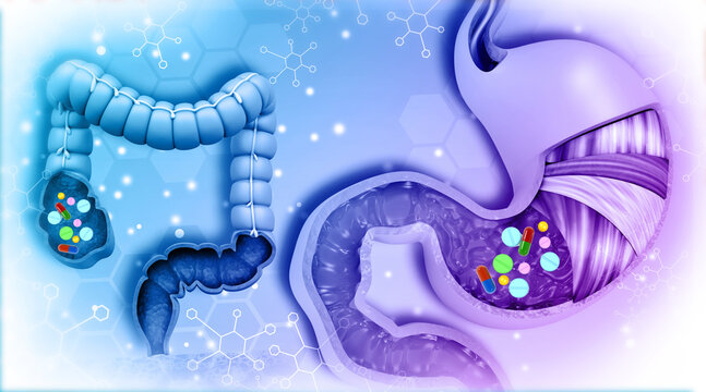 Human  stomach with colon. Digital 3d illustration..