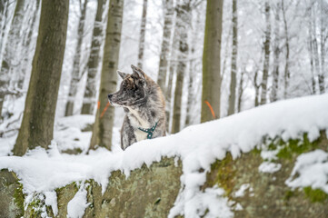 Akita inu dog with gray fur sits on a rock in the forest during winter with lots of snow, looking away