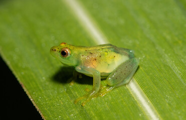 Water Lily Reed Frog (Hyperolius pusillus)	
