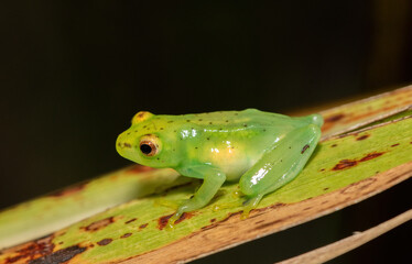 Water Lily Reed Frog (Hyperolius pusillus)	