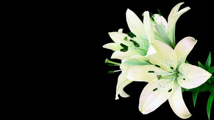 A white lily flower on a black background, known as Lilium parryi, blooms against a black background. There is space for text.