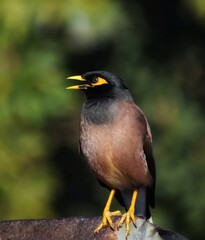 spotted  bird 
