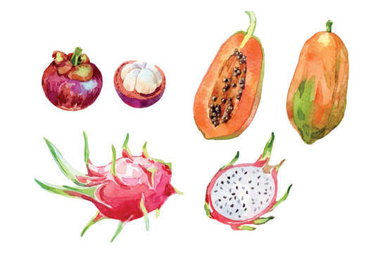 Watercolor tropical fruit collection
